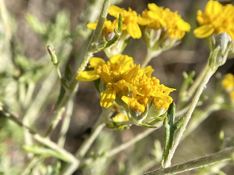 Eriophyllum confertiflorum, photographed by Dutza K.