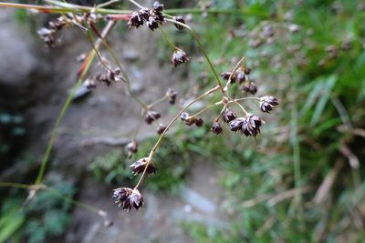 Luzula sylvatica, photographed by Zeke Marshall