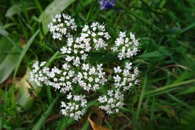 Conopodium majus, photographed by Zeke Marshall