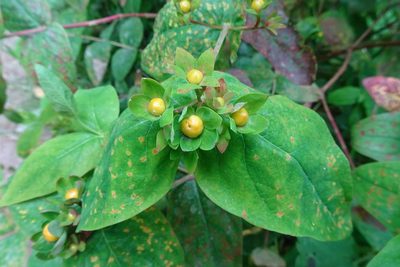 Hypericum androsaemum, photographed by Zeke Marshall