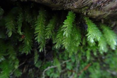 Mnium hornum, photographed by Zeke Marshall