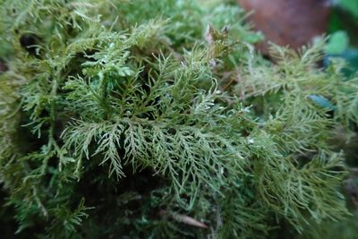 Thuidium tamariscinum, photographed by Zeke Marshall