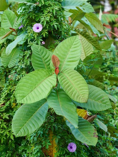 Saurauia malayana, photographed by Cheongweei Gan