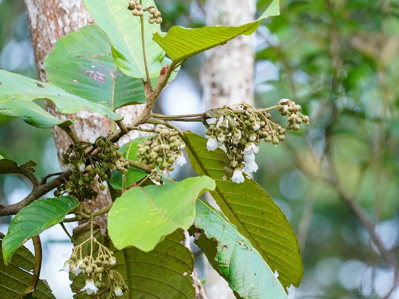 Saurauia malayana, photographed by Cheongweei Gan