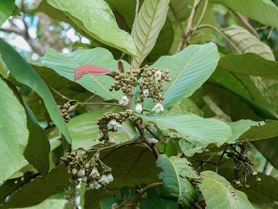 Saurauia malayana, photographed by Cheongweei Gan