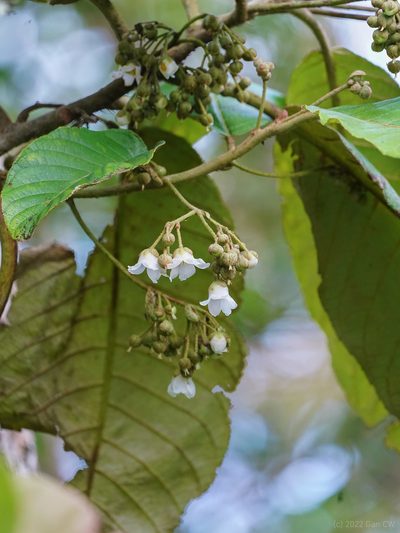 Saurauia malayana, photographed by Cheongweei Gan
