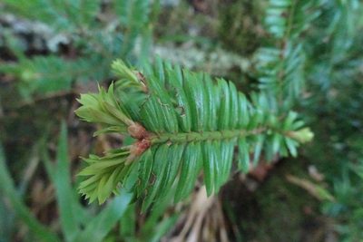 Taxus baccata, photographed by Zeke Marshall