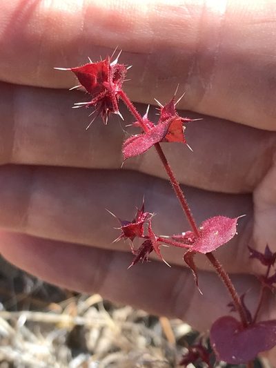 Mucronea perfoliata, photographed by LJ Moore-McClelland