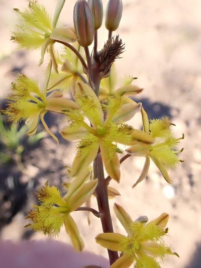 Bulbine cepacea, photographed by Jean-Paul Boerekamps
