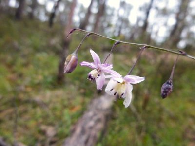Arthropodium milleflorum, photographed by Kiri Bee
