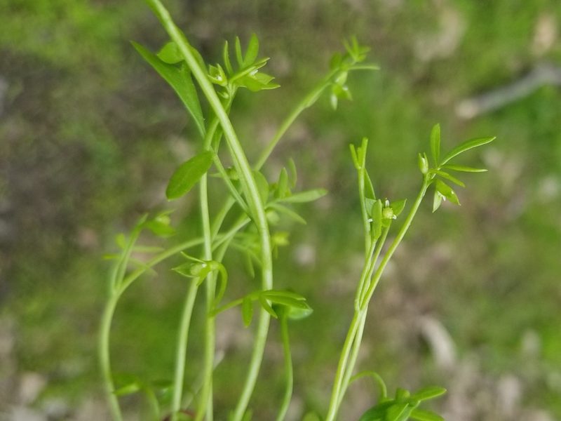 Floerkea proserpinacoides, photographed by Daniel McClosky