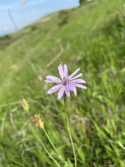 Scorzonera rosea, photographed by Conrad Altmann