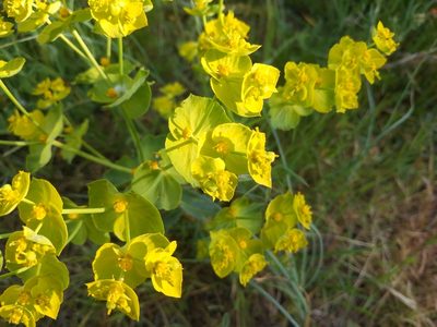Euphorbia serrata, photographed by castieler