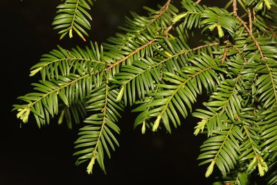 Taxus baccata, photographed by Stephen James McWilliam