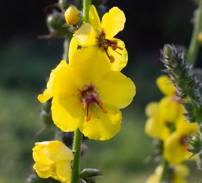 Verbascum virgatum, photographed by Daniela Costa
