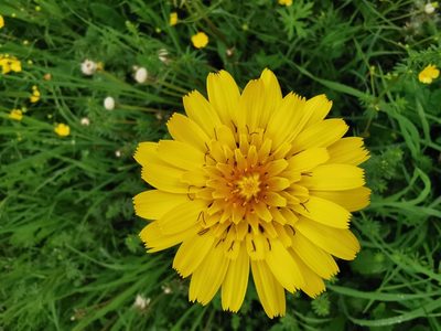 Tragopogon orientalis, photographed by Larissa Schatz