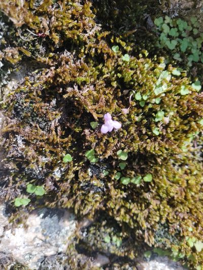 Cymbalaria aequitriloba, photographed by Davide Puddu