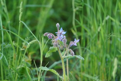 Borago officinalis, photographed by Dr. Sven Gippner