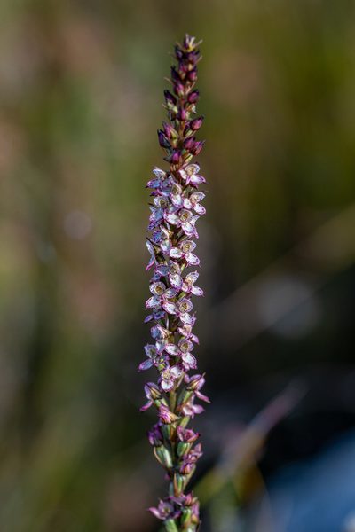 Disa tenuis, photographed by magriet b