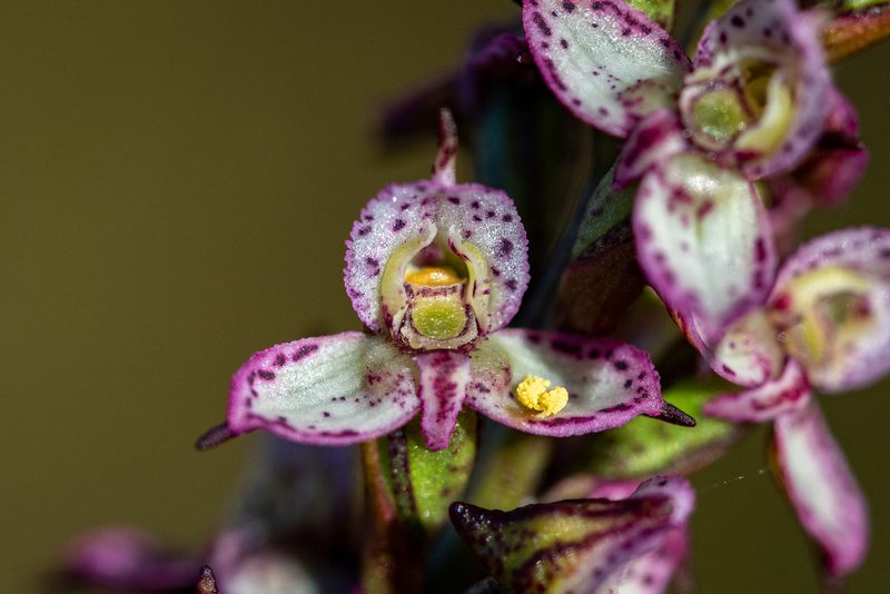 Disa tenuis, photographed by magriet b