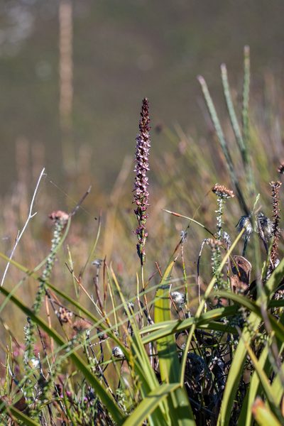 Disa tenuis, photographed by magriet b
