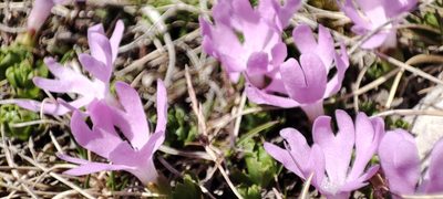 Primula minima, photographed by xulescu_g