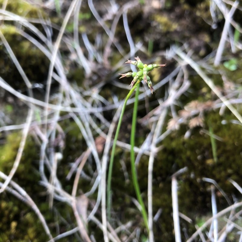 Genoplesium rufum, photographed by Connor Margetts