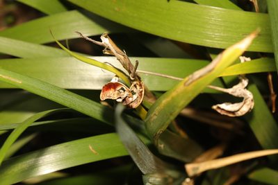 Iris foetidissima, photographed by Stephen James McWilliam