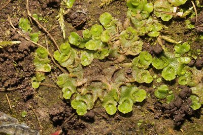 Lunularia cruciata, photographed by Stephen James McWilliam