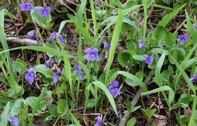 Viola uliginosa, photographed by Игорь Васильев