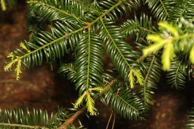 Taxus baccata, photographed by Stephen James McWilliam