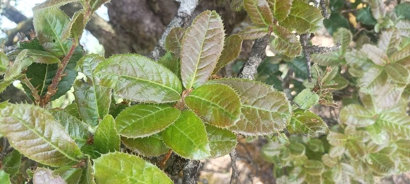Quercus semecarpifolia, photographed by Ramnarayan K