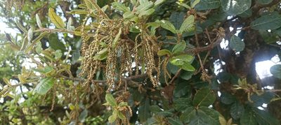Quercus semecarpifolia, photographed by Ramnarayan K