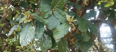 Quercus semecarpifolia, photographed by Ramnarayan K