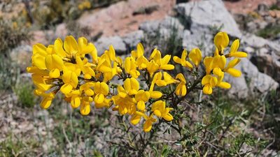 Genista scorpius, photographed by Joan Simon