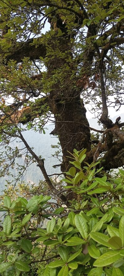 Quercus semecarpifolia, photographed by Ramnarayan K