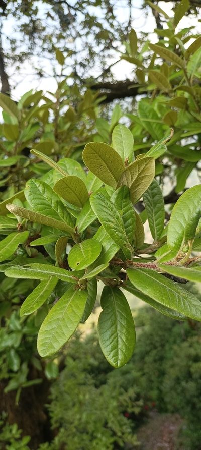 Quercus semecarpifolia, photographed by Ramnarayan K