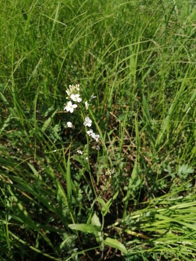 Pseudoarabidopsis toxophylla, photographed by Michael Kozlov
