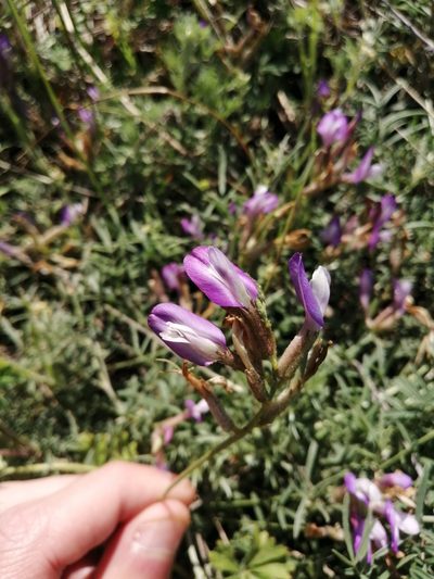 Astragalus temirensis, photographed by Michael Kozlov