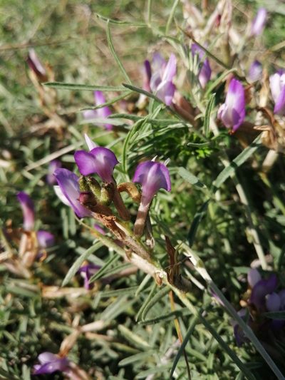 Astragalus temirensis, photographed by Michael Kozlov