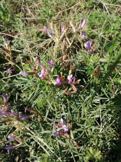 Astragalus temirensis, photographed by Michael Kozlov