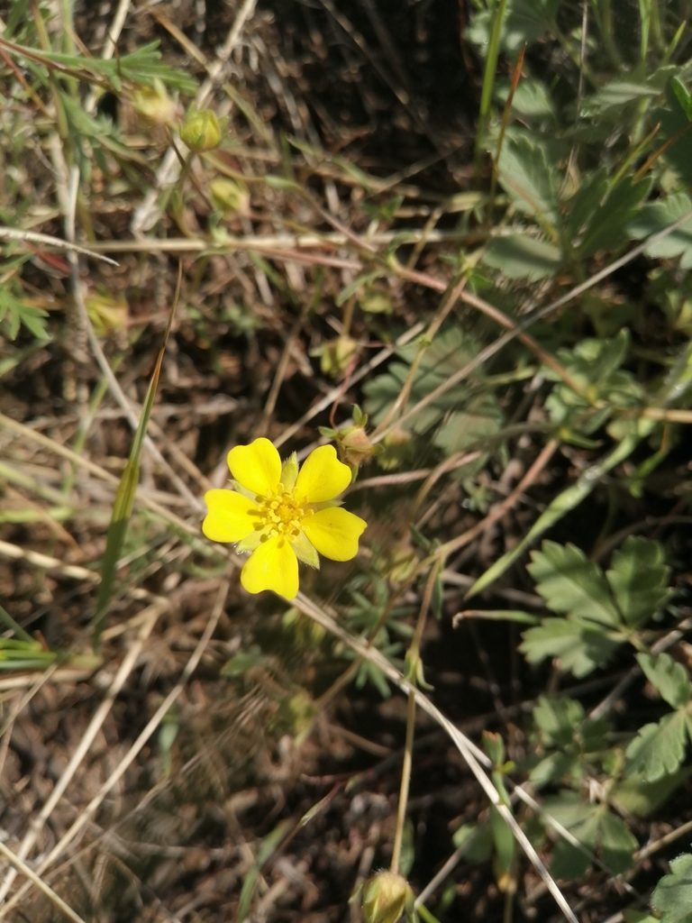 Potentilla glaucescens, photographed by Michael Kozlov