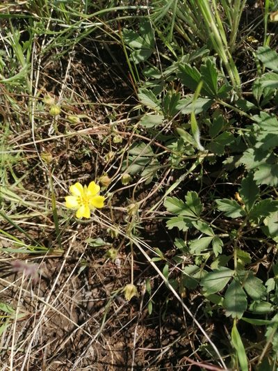 Potentilla glaucescens, photographed by Michael Kozlov