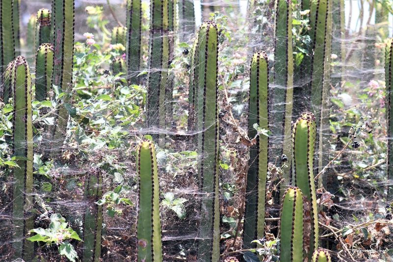 Euphorbia canariensis, photographed by SkippingShoe