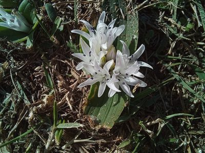Lachenalia ensifolia, photographed by flamelily