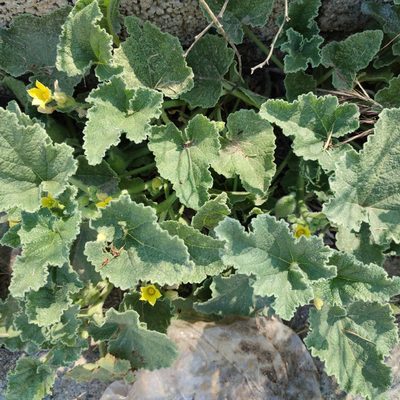 Ecballium elaterium, photographed by Quentin Groom