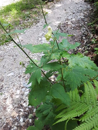 Aconitum vulparia, photographed by Johannes Schlagbauer