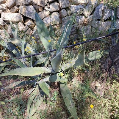 Agave americana, photographed by Quentin Groom