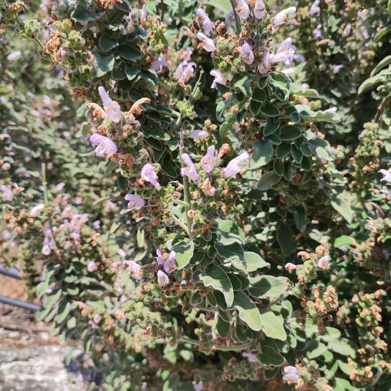 Salvia fruticosa, photographed by Quentin Groom