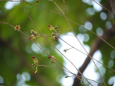 Cottonia peduncularis, photographed by Dinesh Valke